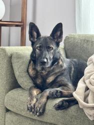 Lost Female Dog last seen Starr St & Newton St, Norwich, CT 06360
