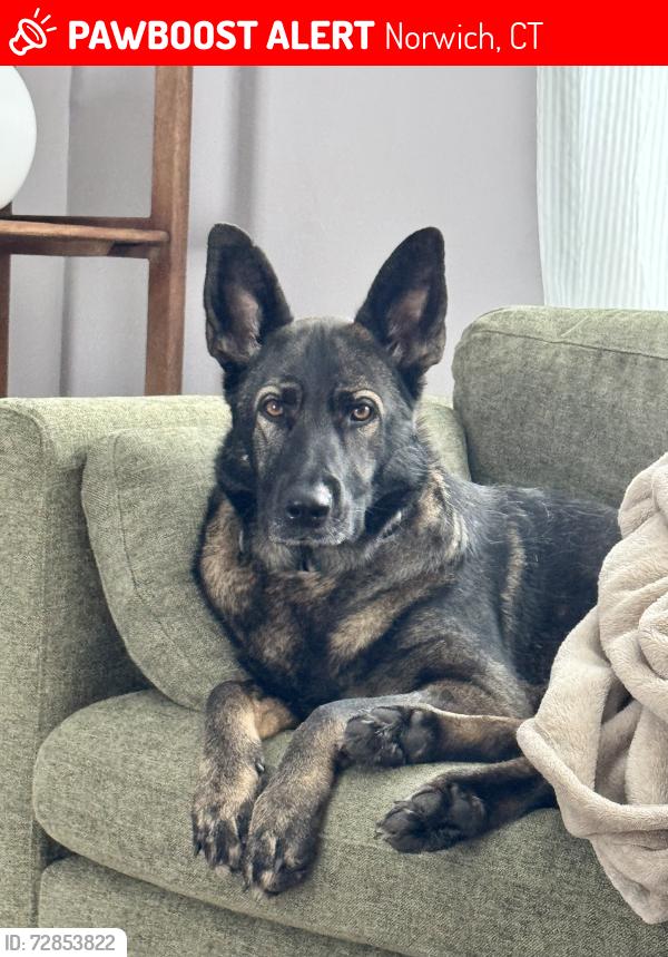 Lost Female Dog last seen Starr St & Newton St, Norwich, CT 06360