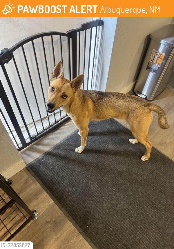 Found/Stray Female Dog last seen Acoma Rd SE/Elizabeth SE, Albuquerque, NM 87123