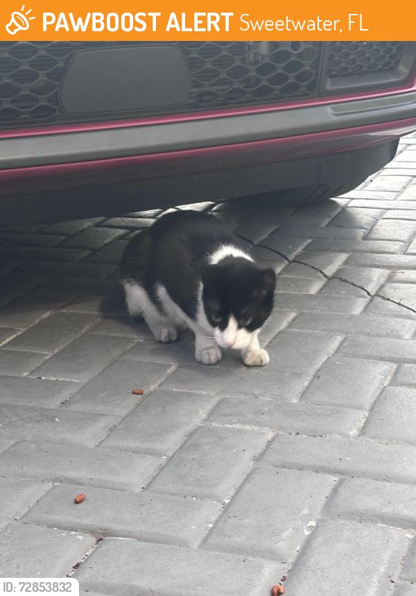 Found/Stray Unknown Cat last seen Sweetwater , Sweetwater, FL 33172