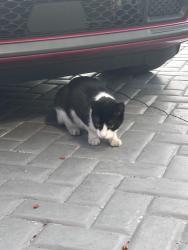 Found/Stray Unknown Cat last seen Sweetwater , Sweetwater, FL 33172