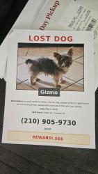 Lost Male Dog last seen Anton Dr. , San Antonio, TX 78223