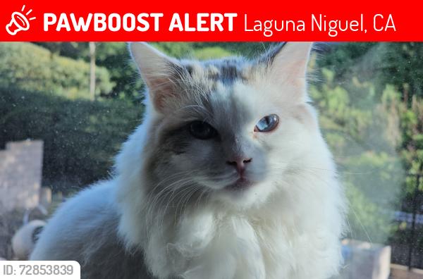 Lost Female Cat last seen Manor Hill & Aliso Niguel, Laguna Niguel, CA 92677