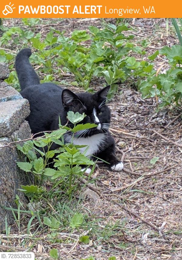 Found/Stray Unknown Cat last seen Cityview and Jeffery pl, Longview, WA 98632