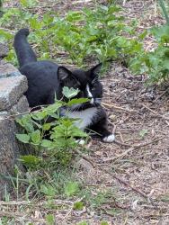 Found/Stray Unknown Cat last seen Cityview and Jeffery pl, Longview, WA 98632