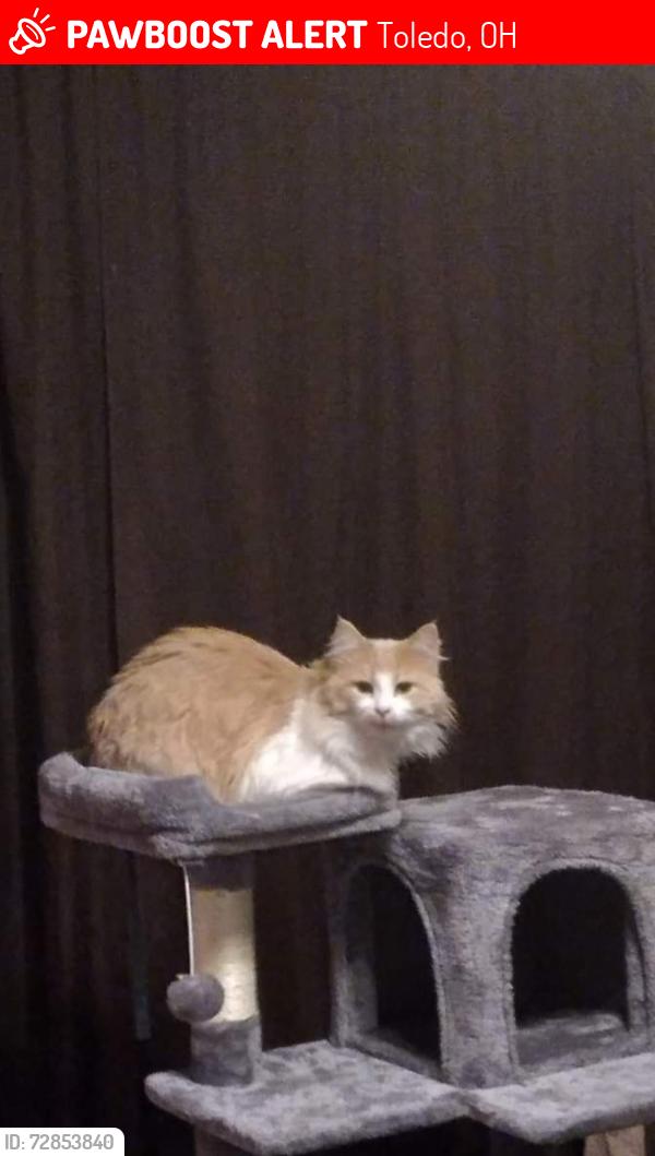Lost Male Cat last seen Brock, Toledo, OH 43623