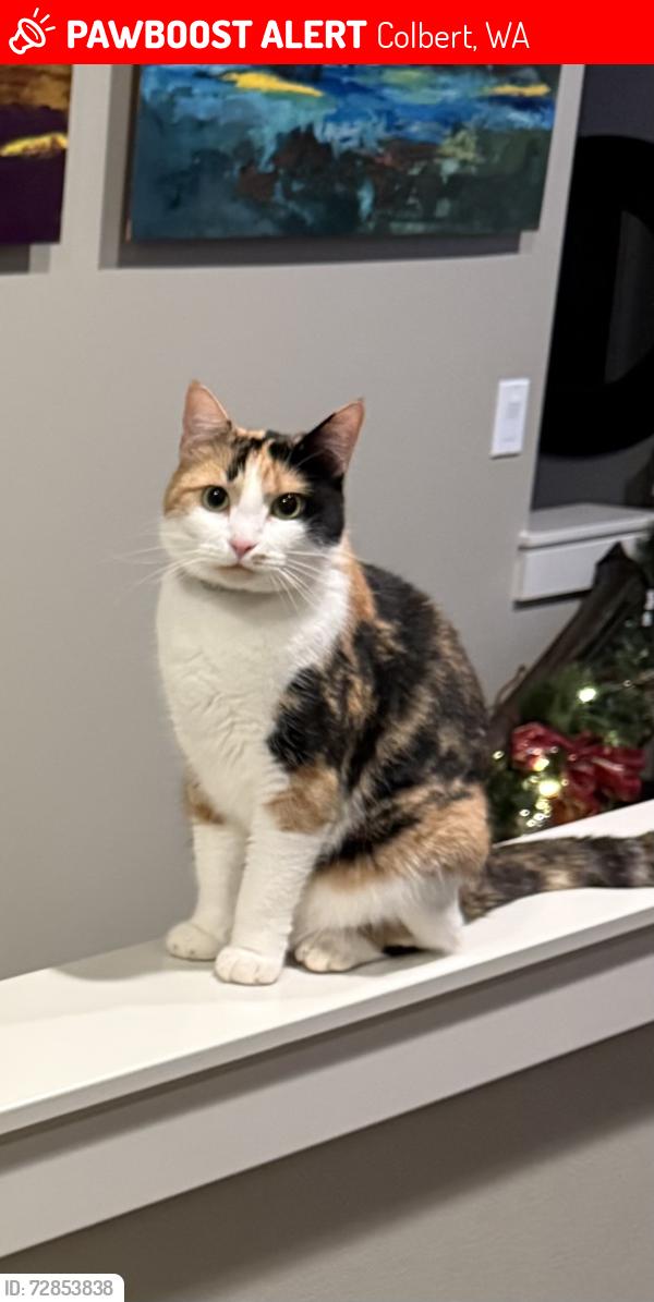 Lost Female Cat last seen Redowa lane and Golden Dr are close streets, Colbert, WA 99005