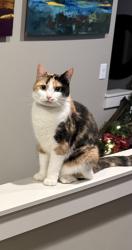 Lost Female Cat last seen Redowa lane and Golden Dr are close streets , Colbert, WA 99005