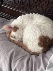 Lost Male Cat last seen Cooper and tanglewood, Mansfield, TX 76063