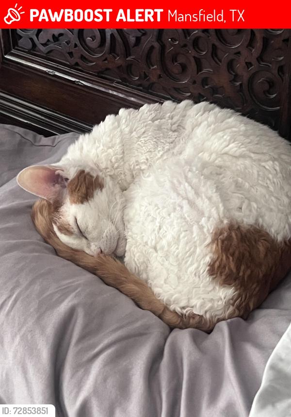 Lost Male Cat last seen Cooper and tanglewood, Mansfield, TX 76063