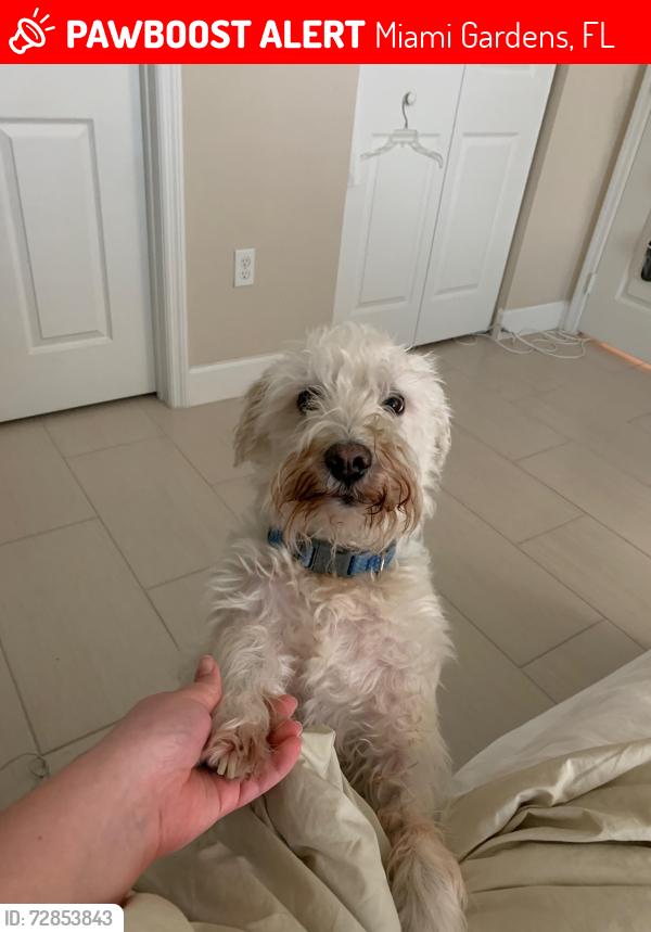 Lost Male Dog last seen Near st 47 ct, Miami Gardens, FL 33055