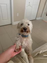 Lost Male Dog last seen Near st 47 ct, Miami Gardens, FL 33055