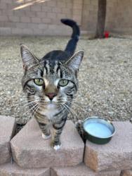Found/Stray Unknown Cat last seen Deer springs/tee pee, Las Vegas, NV 89149
