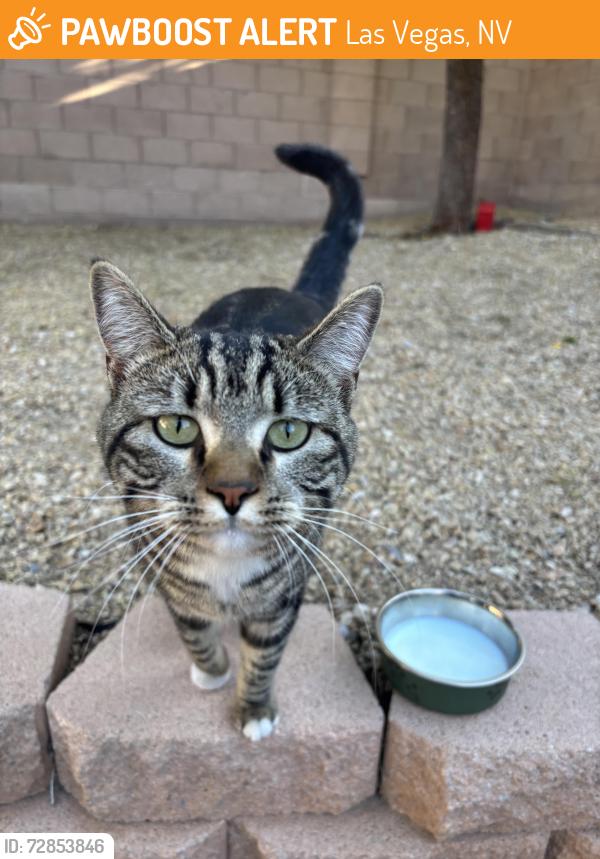 Found/Stray Unknown Cat last seen Deer springs/tee pee, Las Vegas, NV 89149