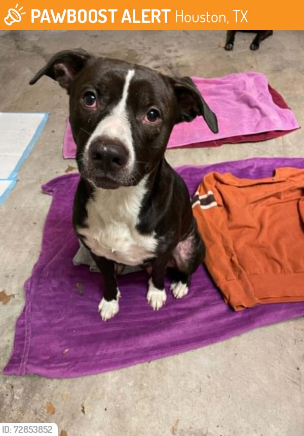 Found/Stray Male Dog last seen Baldwin Park, Houston, TX 77004