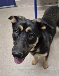 Shelter Stray Male Dog last seen Near BLOCK PONDEROSA AVE, BAKERSFIELD CA 93306, 3951 Fruitvale Ave, Bakersfield, CA 93308, USA