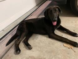 Found/Stray Female Dog last seen Baldwin Park, Houston, TX 77004