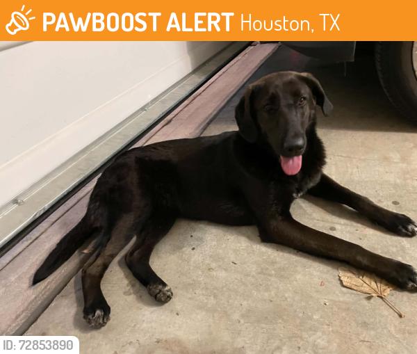 Found/Stray Female Dog last seen Baldwin Park, Houston, TX 77004