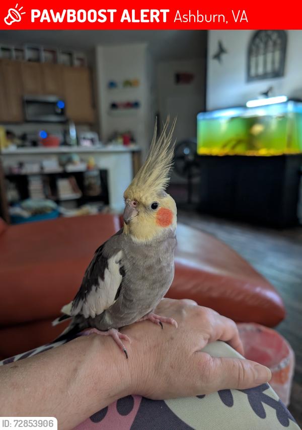 Lost Male Bird last seen Westwind and Loudoun county parkway, Ashburn, VA 20148