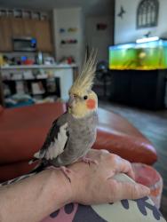 Lost Male Bird last seen Westwind and Loudoun county parkway, Ashburn, VA 20148