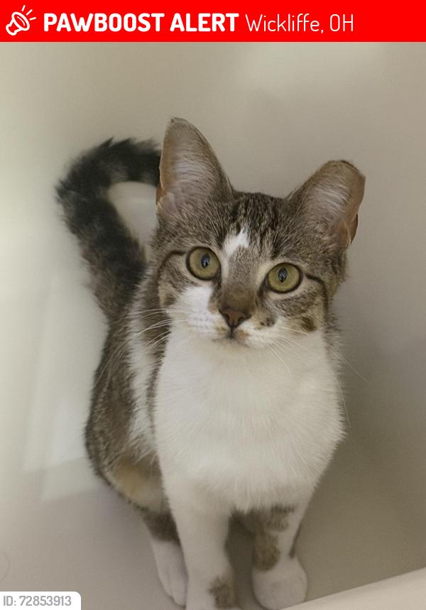 Lost Female Cat last seen Outside Inn and Suites, Wickliffe, OH 44092
