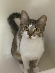 Lost Female Cat last seen Outside Inn and Suites, Wickliffe, OH 44092