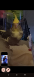 Lost Female Bird last seen Daulton street, knowsley rd, boundary rd, eccleston, thattoheath, taylor park, queens park,  Prescott rd, st hrlens yow  centre, St Helens, England WA10