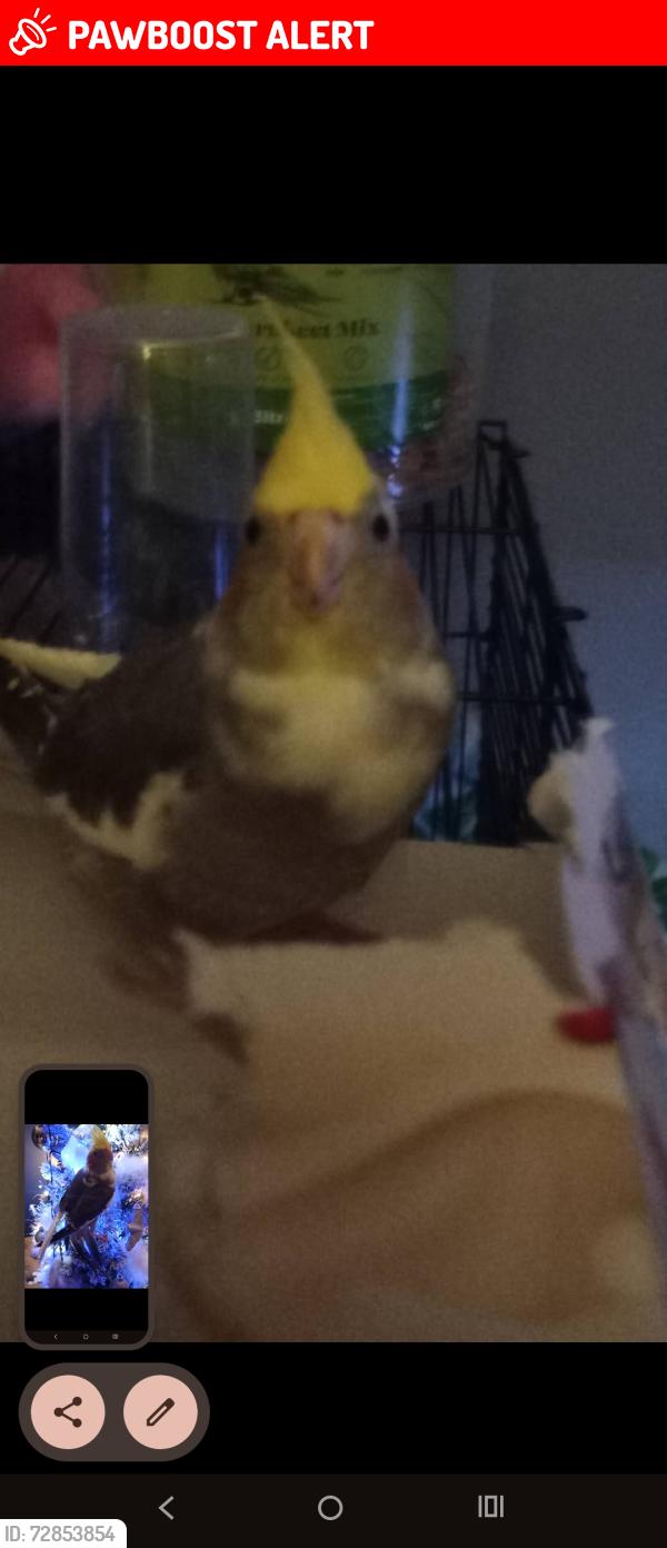 Lost Female Bird last seen Daulton street, knowsley rd, boundary rd, eccleston, thattoheath, taylor park, queens park,  Prescott rd, st hrlens yow  centre, St Helens, England WA10