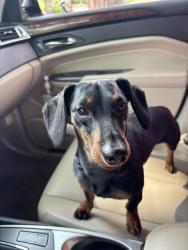 Lost Male Dog last seen 55th Euclid , Kansas City, MO 64130