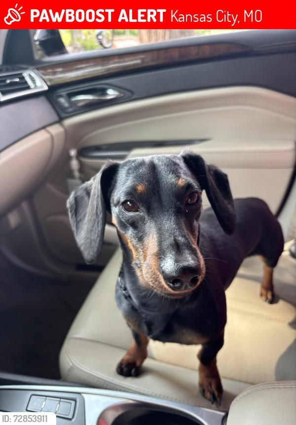 Lost Male Dog last seen 55th Euclid , Kansas City, MO 64130