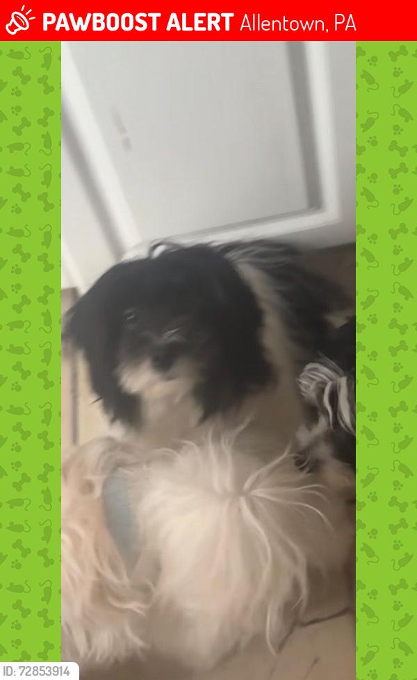 Lost Female Dog last seen Liberty and Allen , Allentown, PA 18102