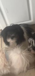 Lost Female Dog last seen Liberty and Allen , Allentown, PA 18102