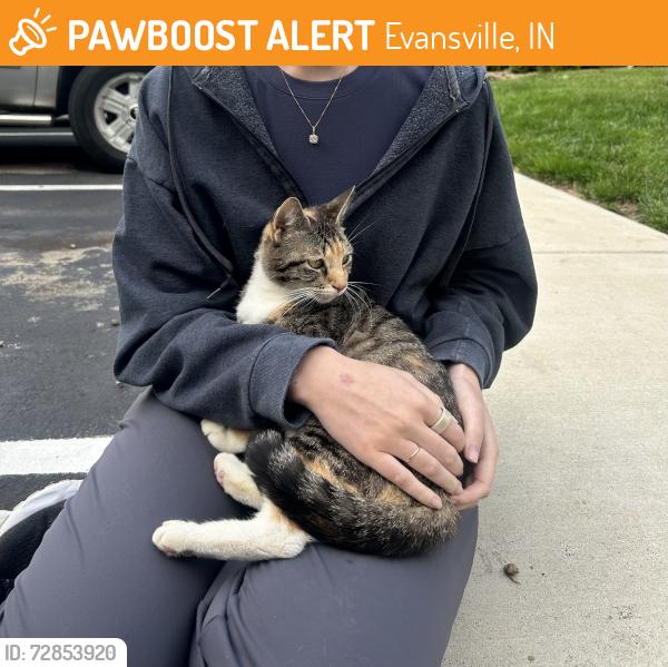 Found/Stray Female Cat last seen The Timbers apmts on Green River Dr, Evansville, IN 47715