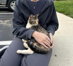 Found/Stray Female Cat last seen The Timbers apmts on Green River Dr, Evansville, IN 47715