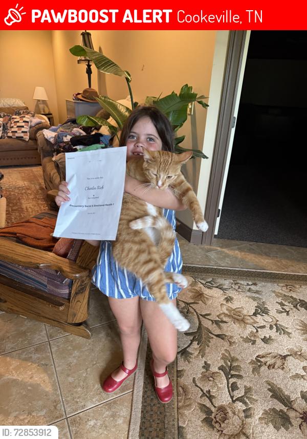 Lost Male Cat last seen Jessica LN and Victory View, Cookeville, TN 38506