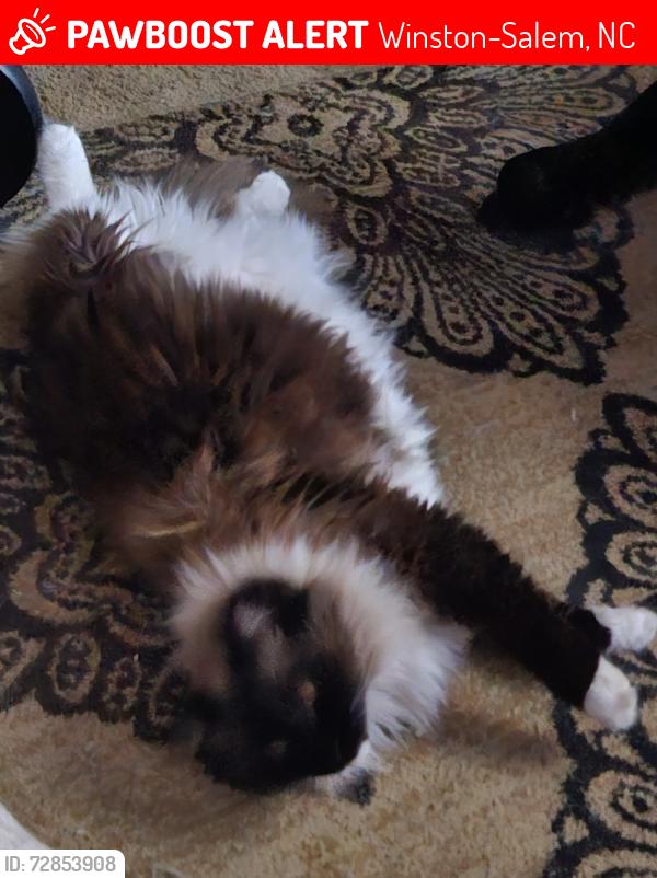 Lost Male Cat last seen Germanton Road , Winston-Salem, NC 27105