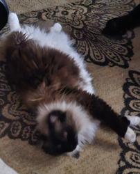 Lost Male Cat last seen Germanton Road , Winston-Salem, NC 27105