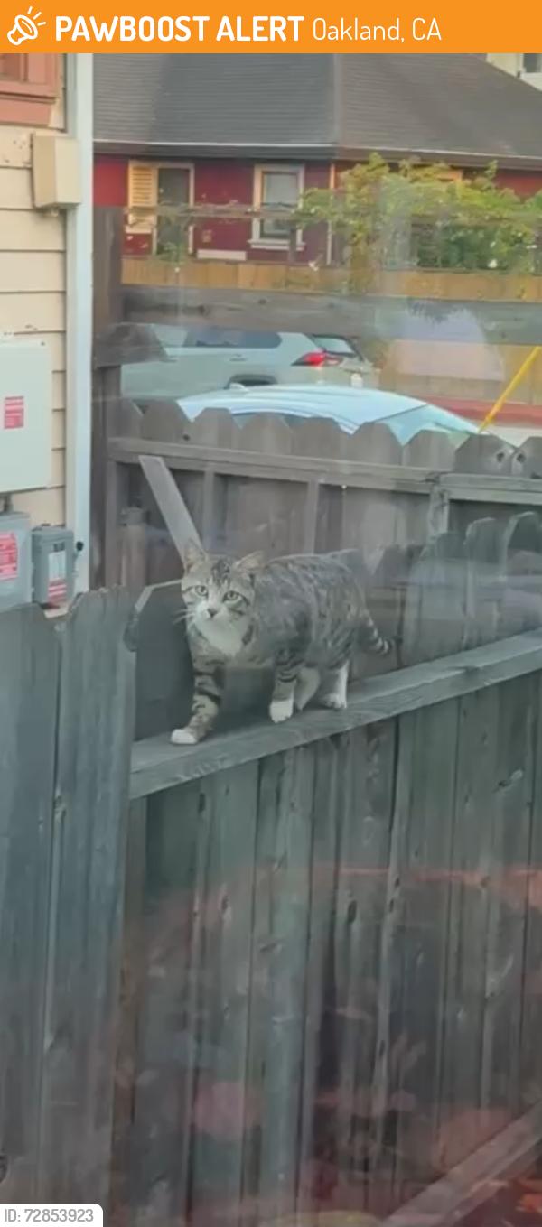 Found/Stray Unknown Cat last seen 42nd and shafter , Oakland, CA 94609