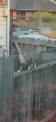 Found/Stray Unknown Cat last seen 42nd and shafter , Oakland, CA 94609