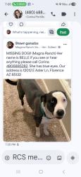Reunited Female Dog last seen Cooper and Judd, Florence, AZ 85143