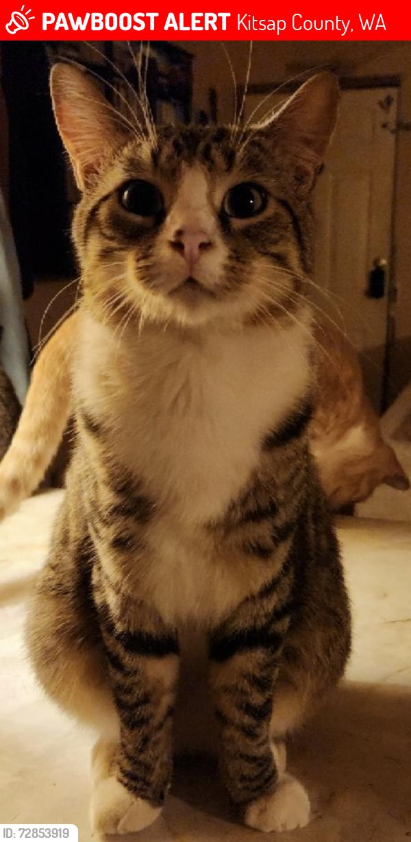 Lost Male Cat last seen sunset Ave , Kitsap County, WA 98311