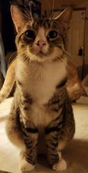 Lost Male Cat last seen sunset Ave , Kitsap County, WA 98311