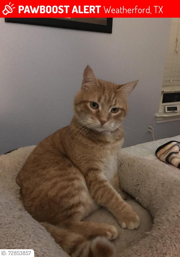 Lost Male Cat last seen Newsome Mound rd, Weatherford, TX 76085