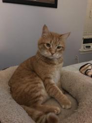Lost Male Cat last seen Newsome Mound rd, Weatherford, TX 76085