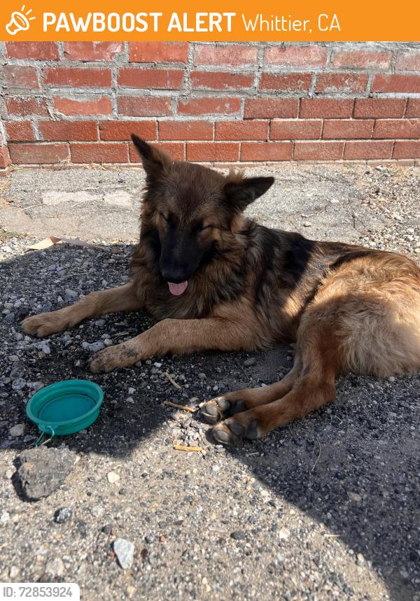 Found/Stray Male Dog last seen Near Workman Mill road, Whittier, CA 90601