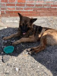 Found/Stray Male Dog last seen Near Workman Mill road, Whittier, CA 90601