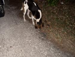 Found/Stray Male Dog last seen Near Easler Hwy, Greeleyville, SC 29056, Greeleyville, SC 29056