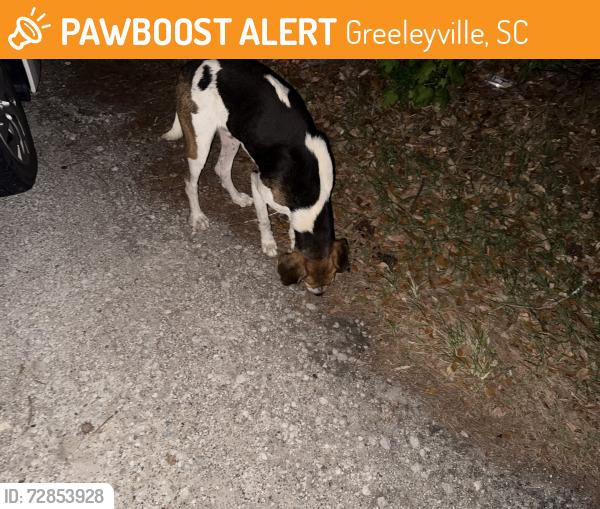 Found/Stray Male Dog last seen Near Easler Hwy, Greeleyville, SC 29056, Greeleyville, SC 29056