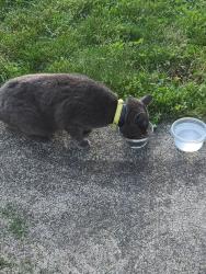 Found/Stray Unknown Cat last seen Same road as Volunteer park. , Springfield, OR 97478