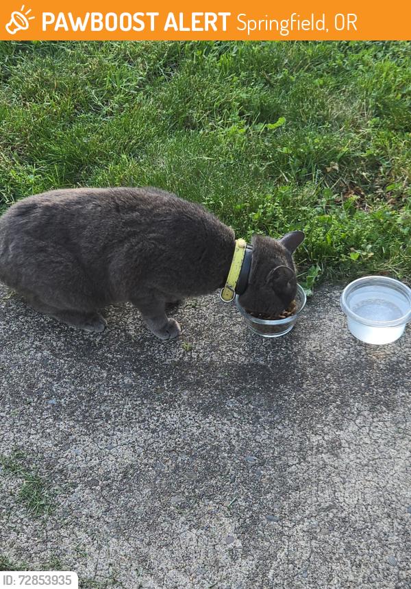 Found/Stray Unknown Cat last seen Same road as Volunteer park. , Springfield, OR 97478